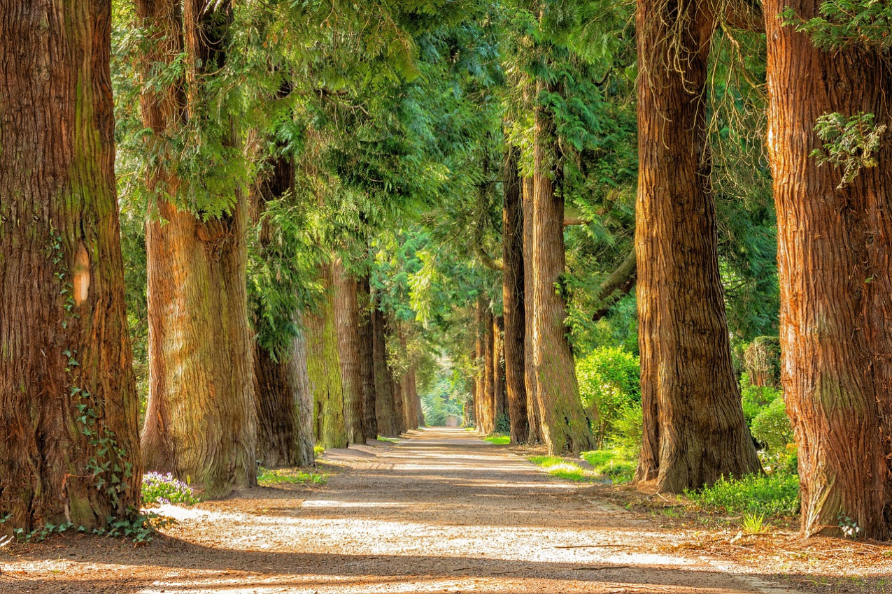 forest sunlight path green